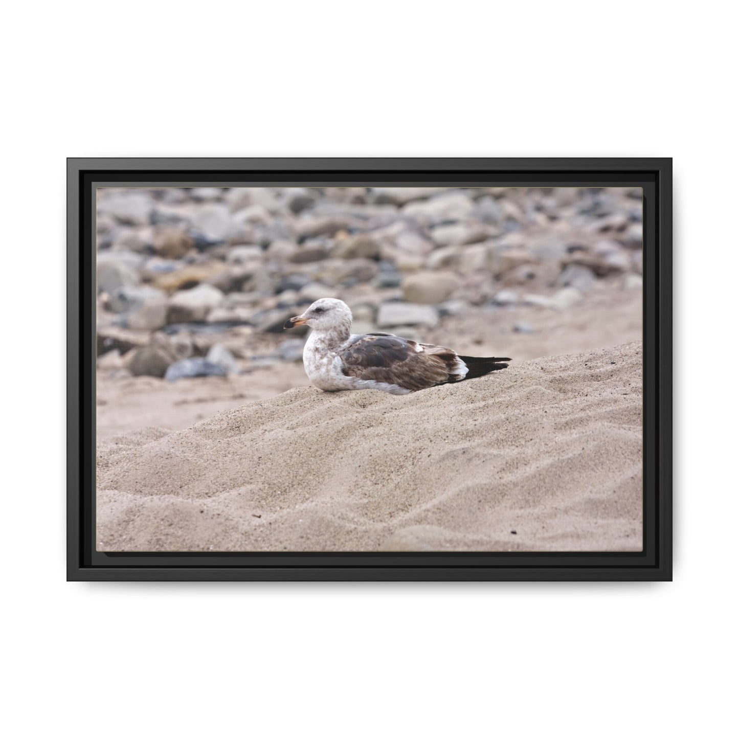 Seagull Serenity on the Shore [4278] | Framed Canvas