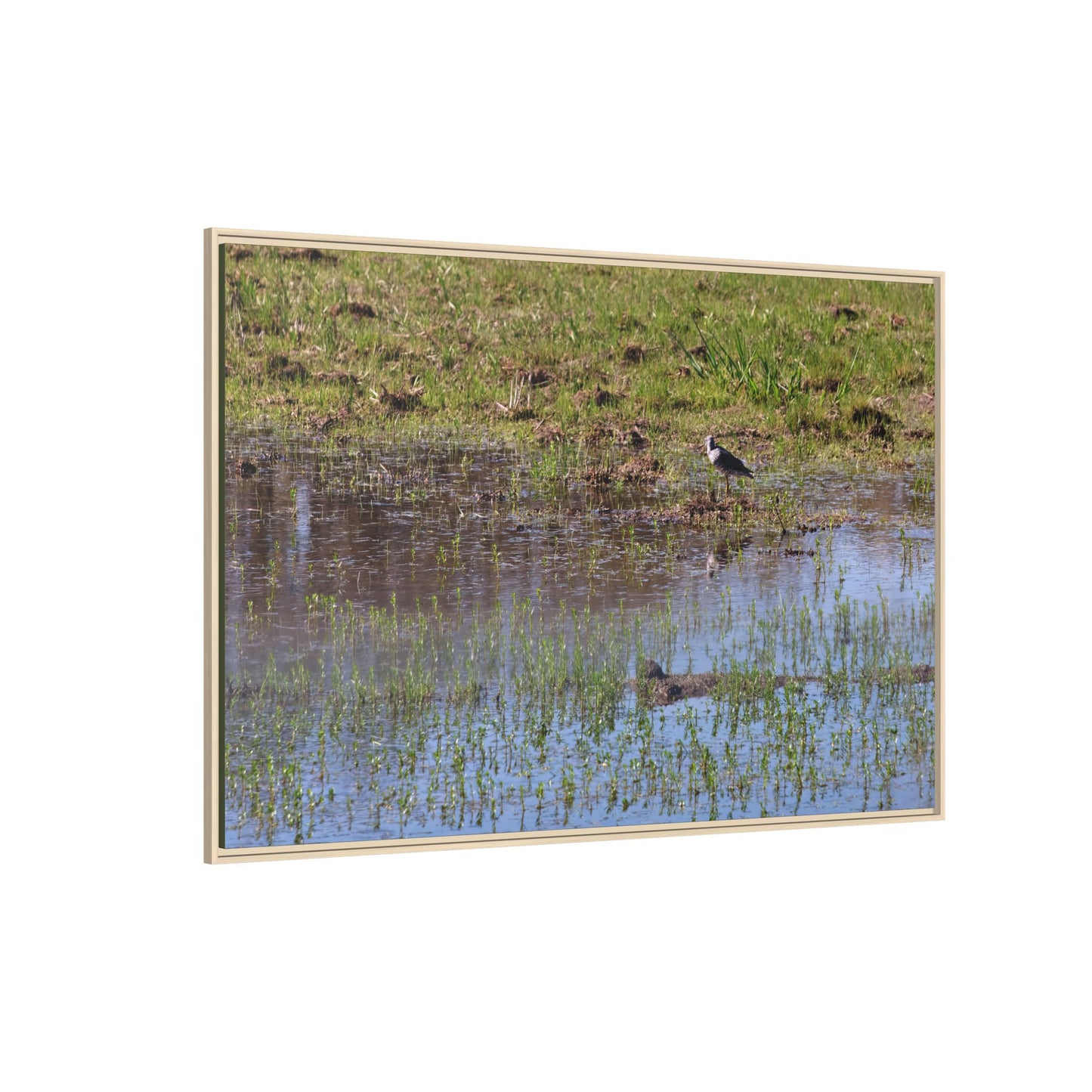 Sandpiper in Serene Wetland [2897] | Framed Canvas