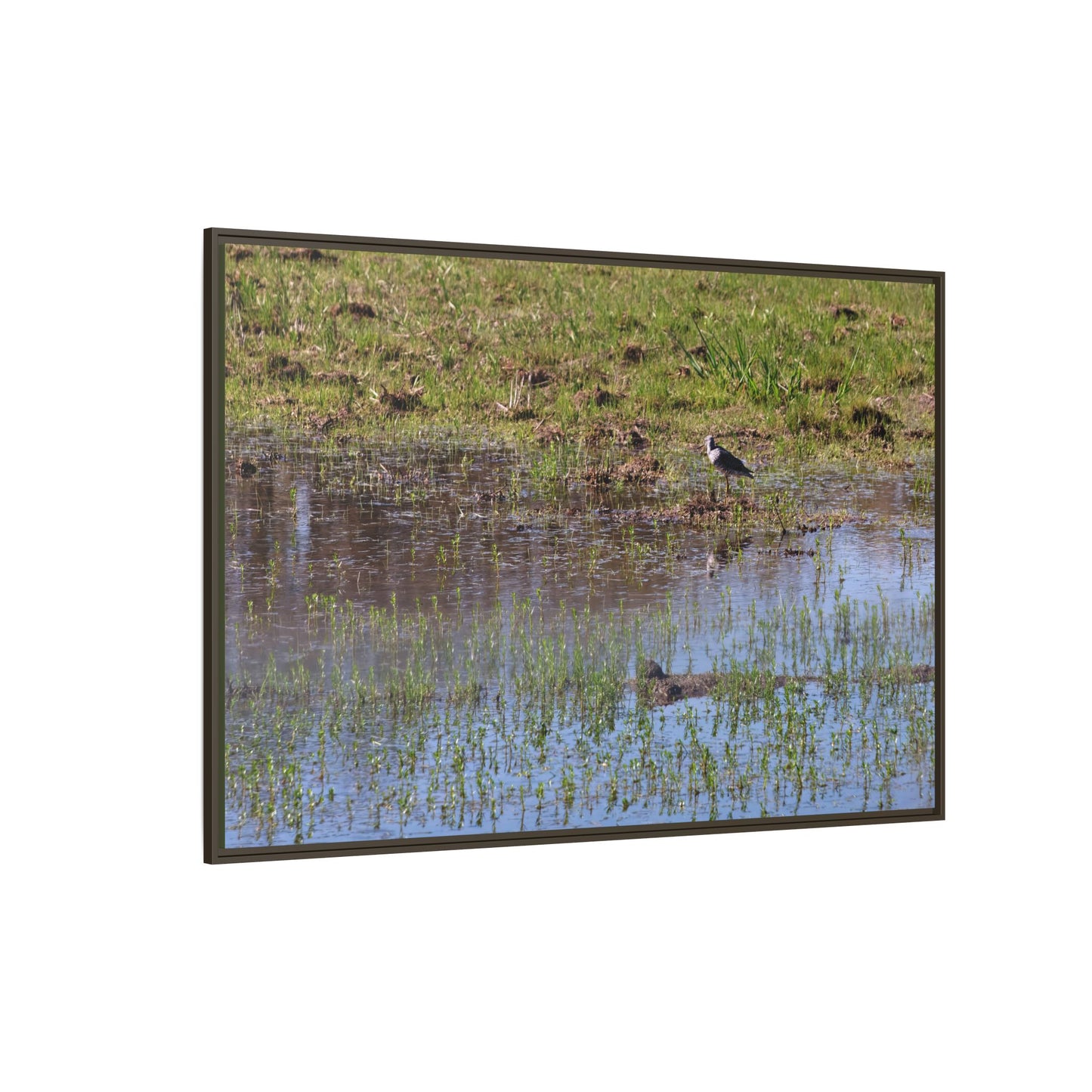 Sandpiper in Serene Wetland [2897] | Framed Canvas