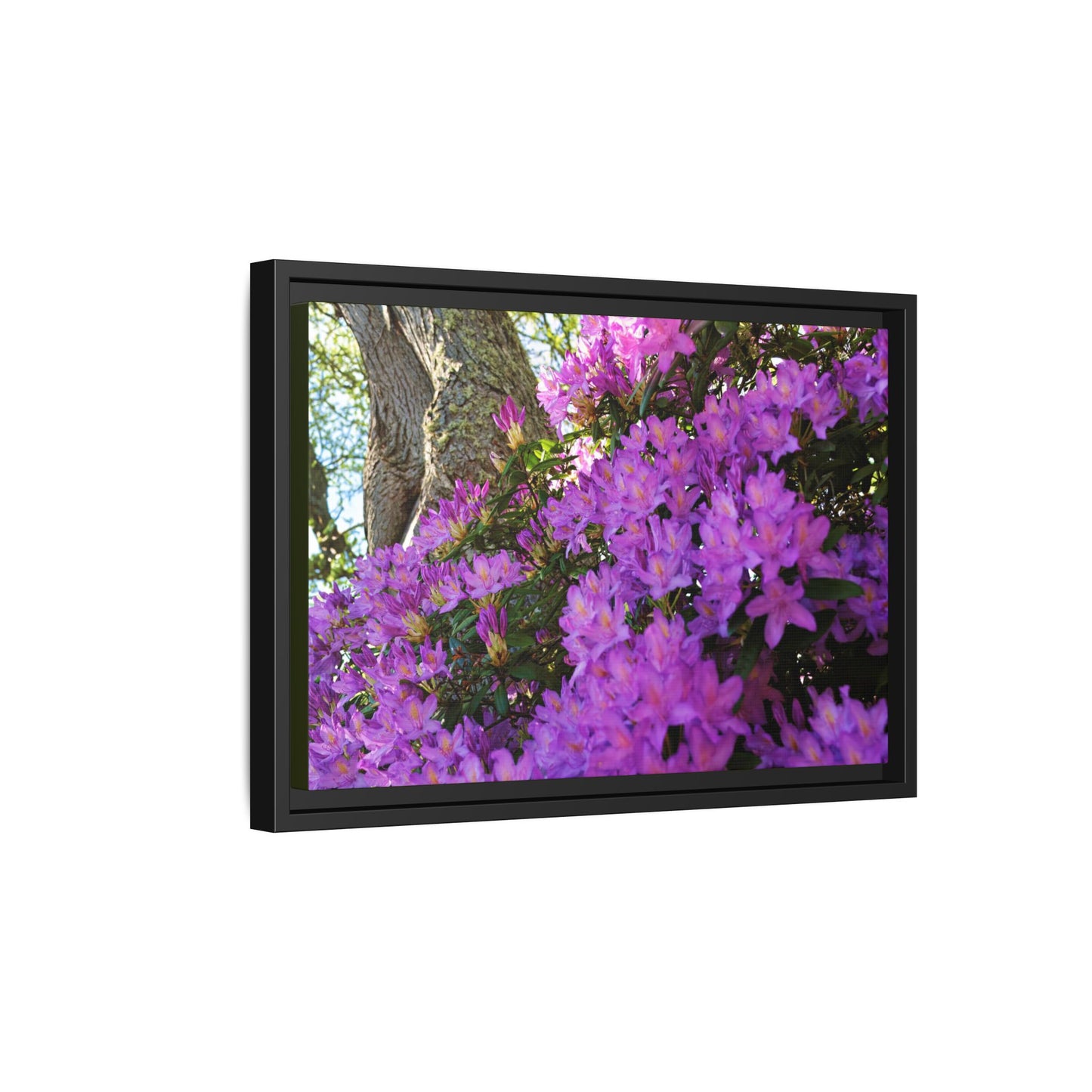Azaleas in Bloom [3011] | Framed Canvas