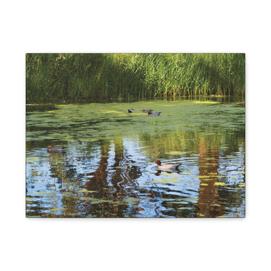 Late Morning Marsh Reflections at Croydon Park | Stretched Canvas