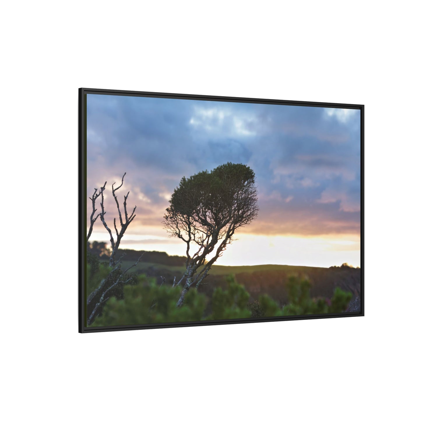 Melaleuca lanceolata in Cape Schank [6281] | Framed Canvas