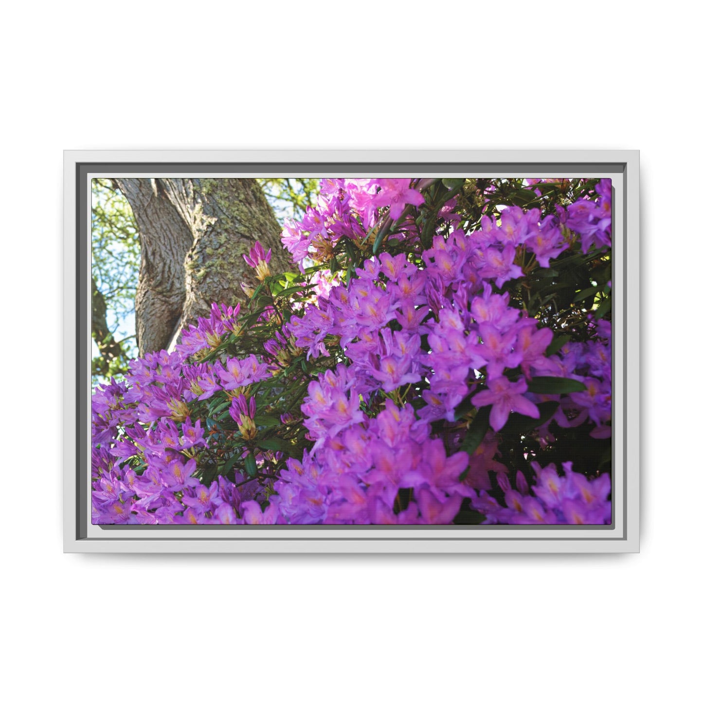 Azaleas in Bloom [3011] | Framed Canvas