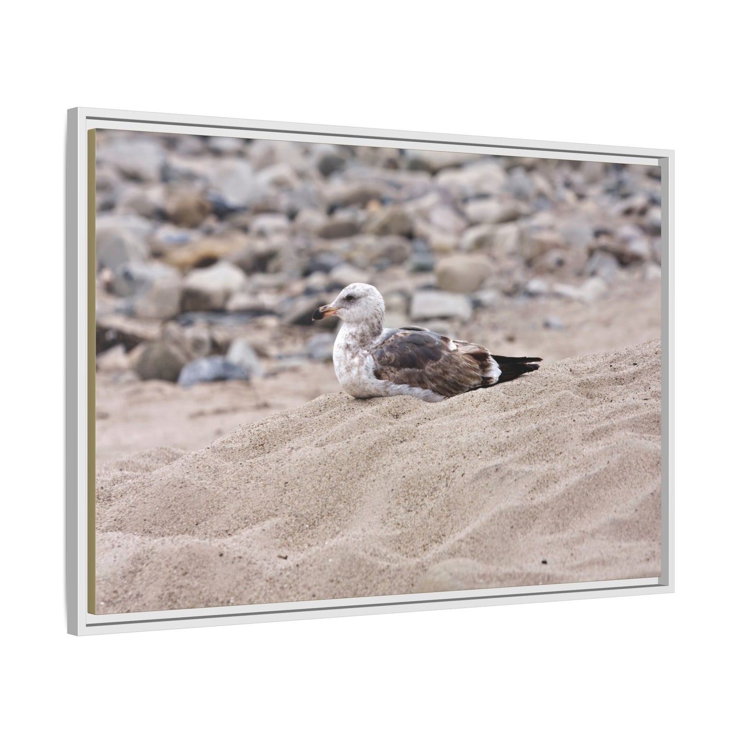 Seagull Serenity on the Shore [4278] | Framed Canvas