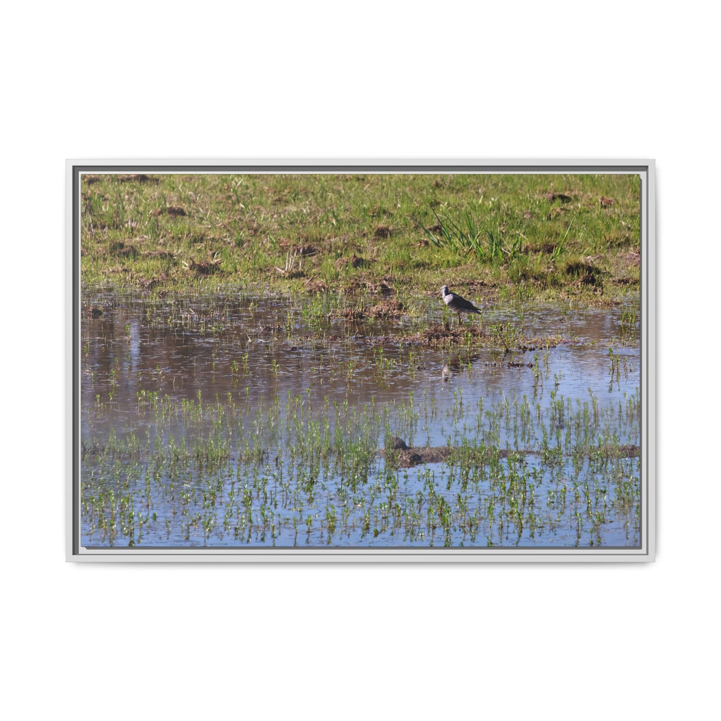 Sandpiper in Serene Wetland [2897] | Framed Canvas