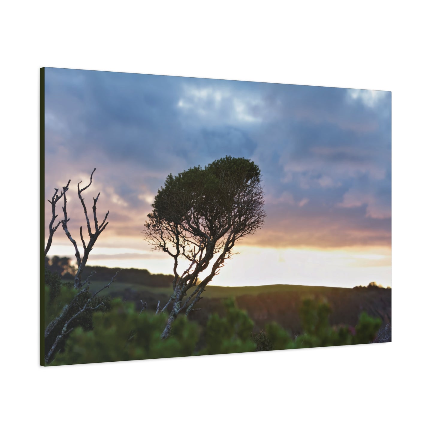 Melaleuca lanceolata in Cape Schank [6281] | Stretched Canvas