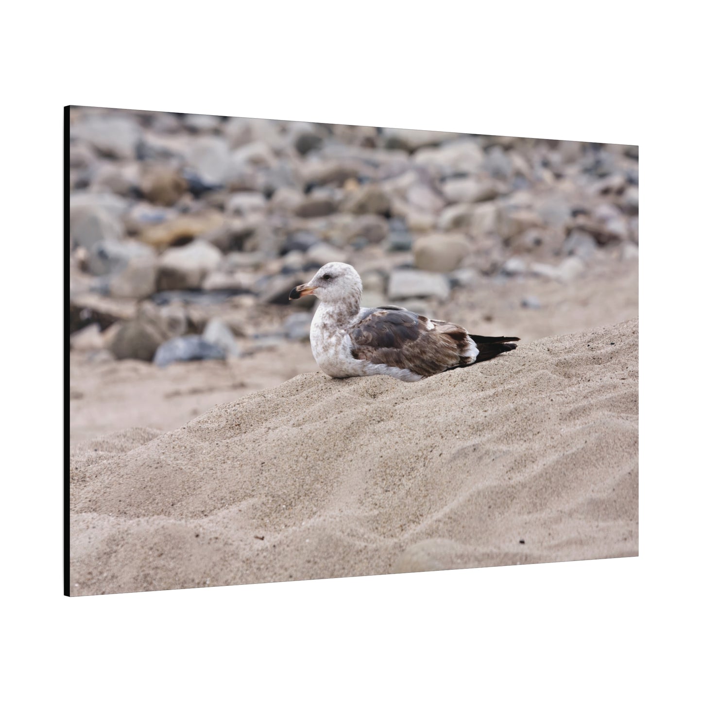 Seagull Serenity on the Shore 4278 - Thick Matte Canvas Print