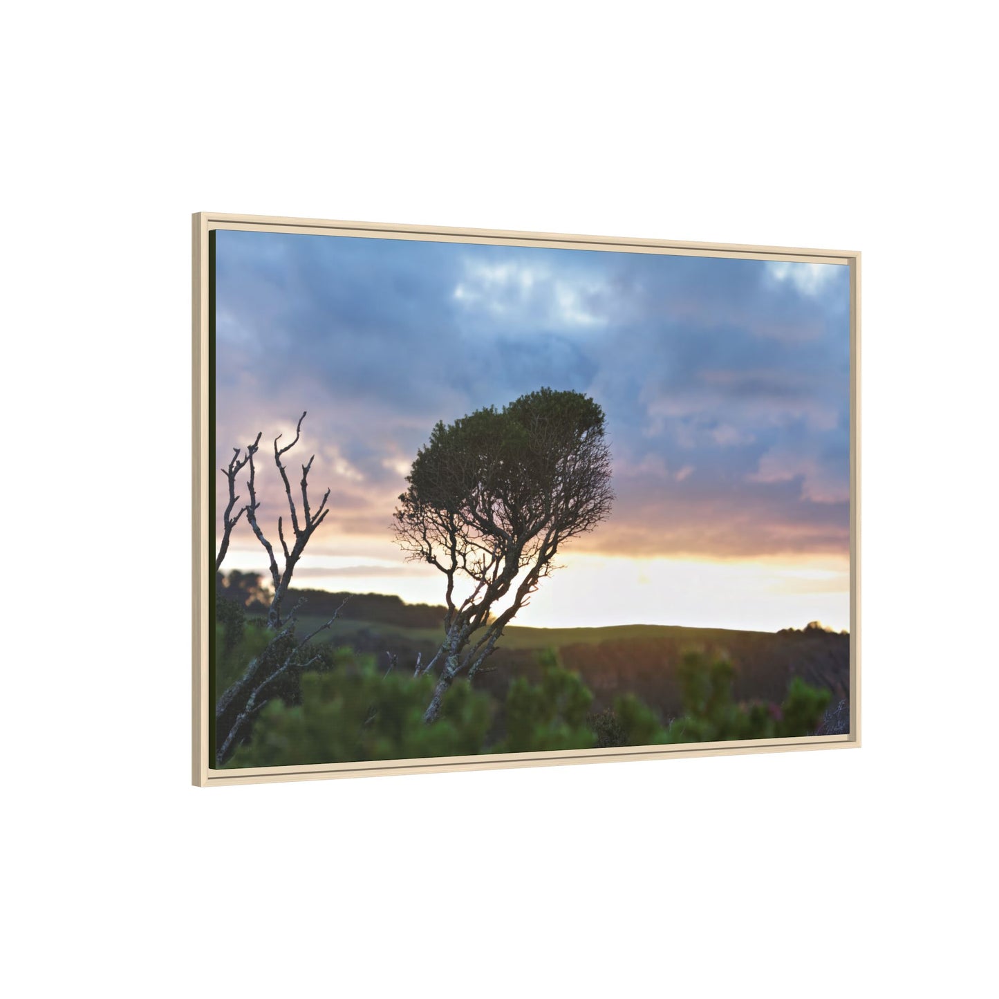 Melaleuca lanceolata in Cape Schank [6281] | Framed Canvas