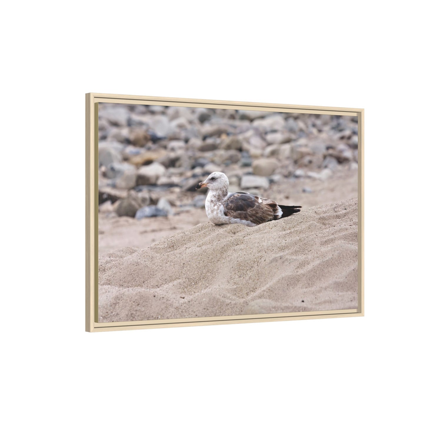 Seagull Serenity on the Shore [4278] | Framed Canvas