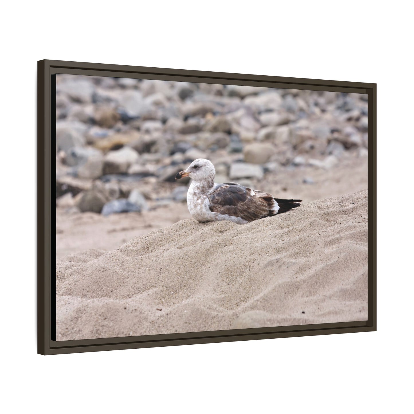 Seagull Serenity on the Shore 4278 - Thick Matte Canvas Print, Framed