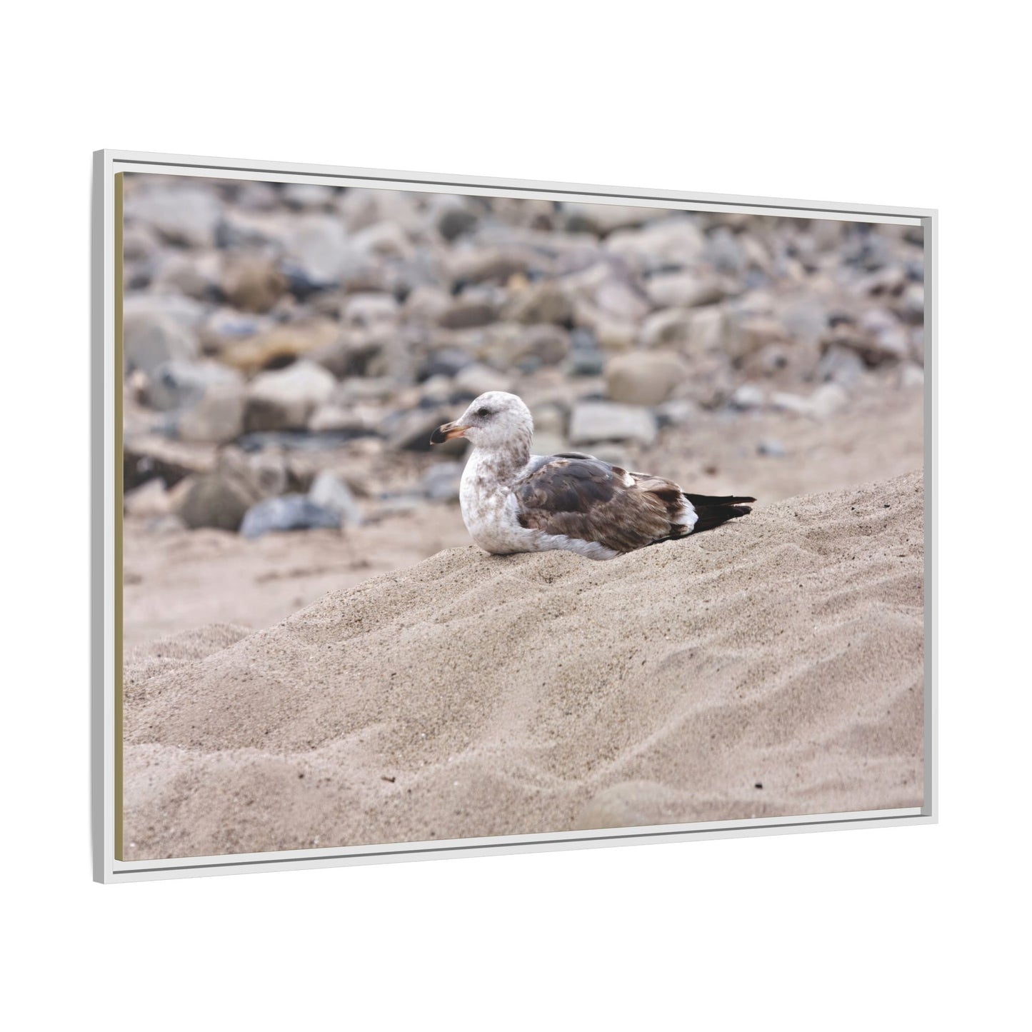 Seagull Serenity on the Shore [4278] | Framed Canvas