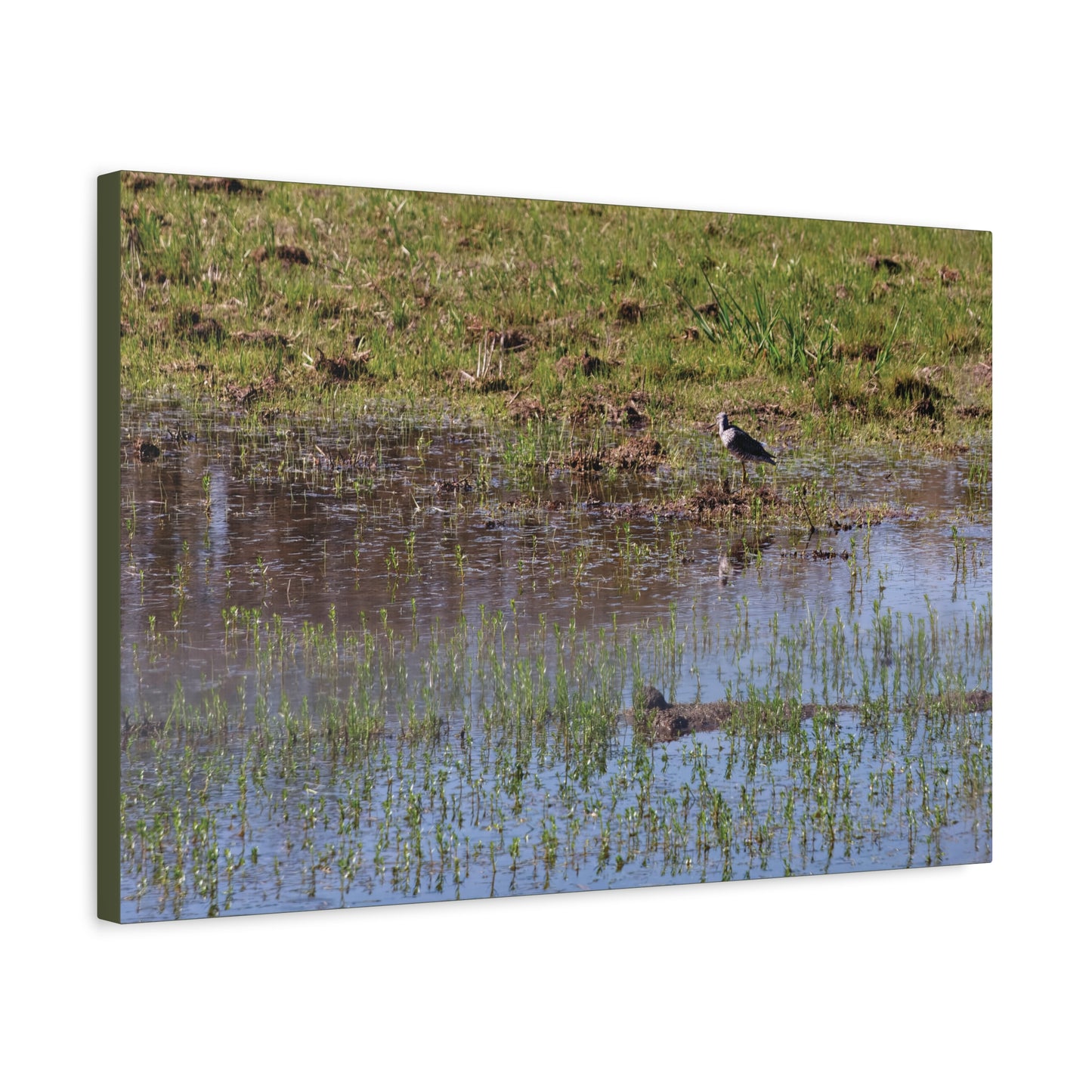 Sandpiper in Serene Wetland [2897] | Stretched Canvas