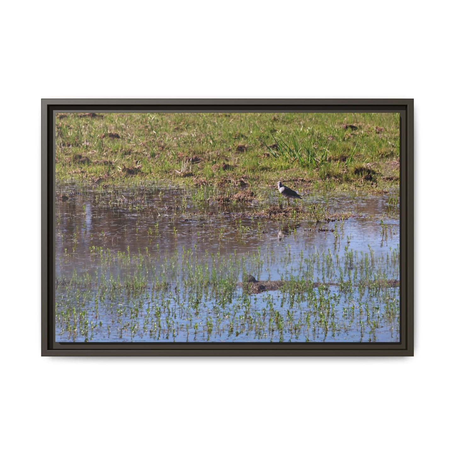 Sandpiper in Serene Wetland [2897] | Framed Canvas
