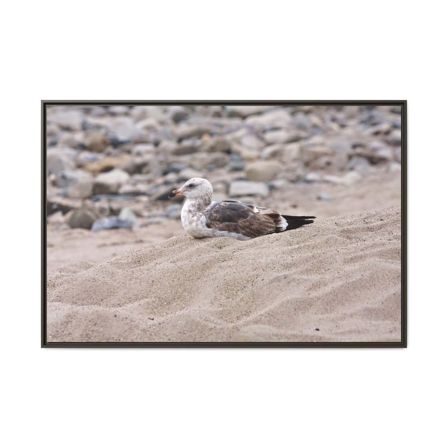 Seagull Serenity on the Shore 4278 - Thick Matte Canvas Print, Framed