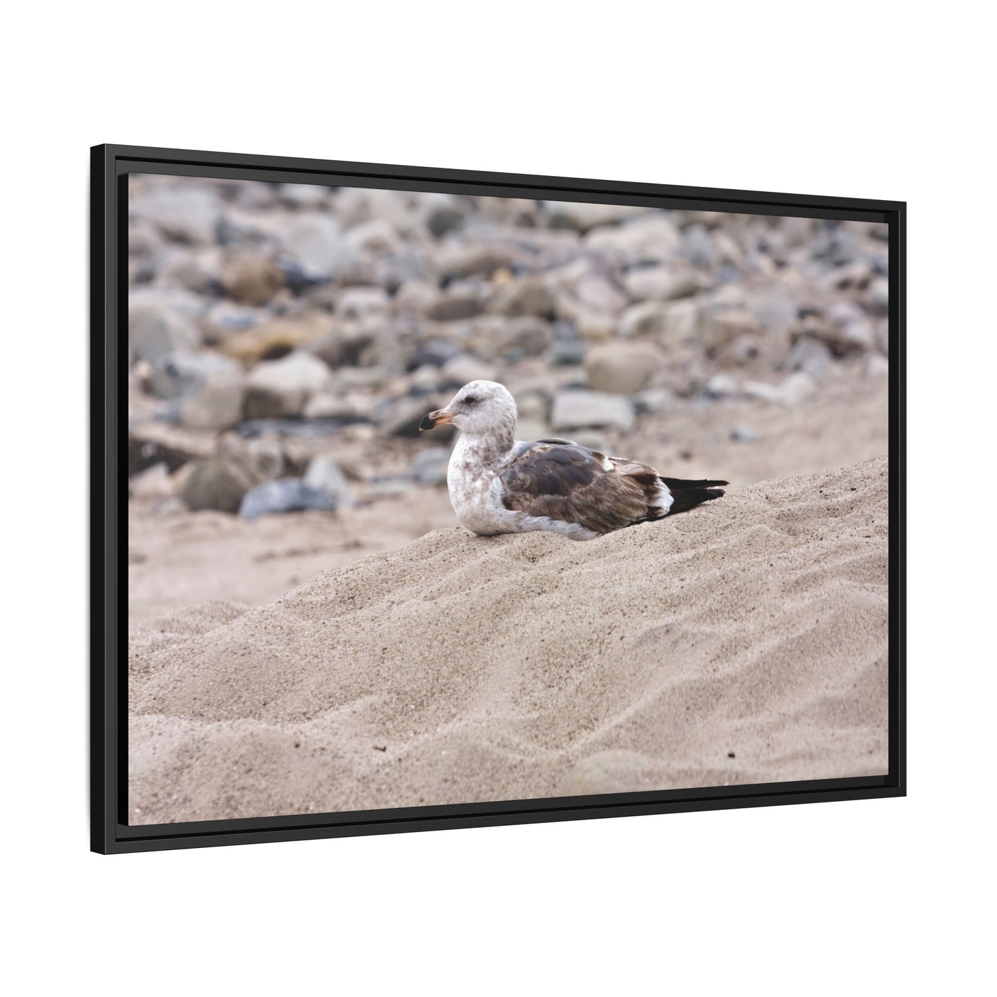 Seagull Serenity on the Shore 4278 - Thick Matte Canvas Print, Framed