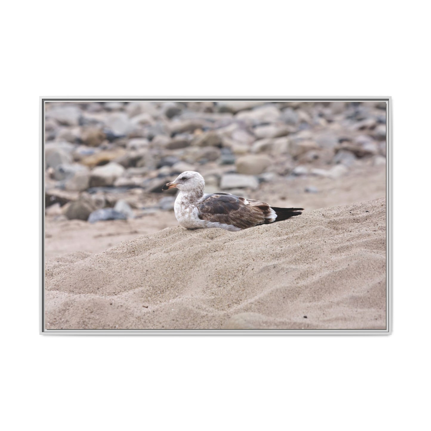 Seagull Serenity on the Shore [4278] | Framed Canvas