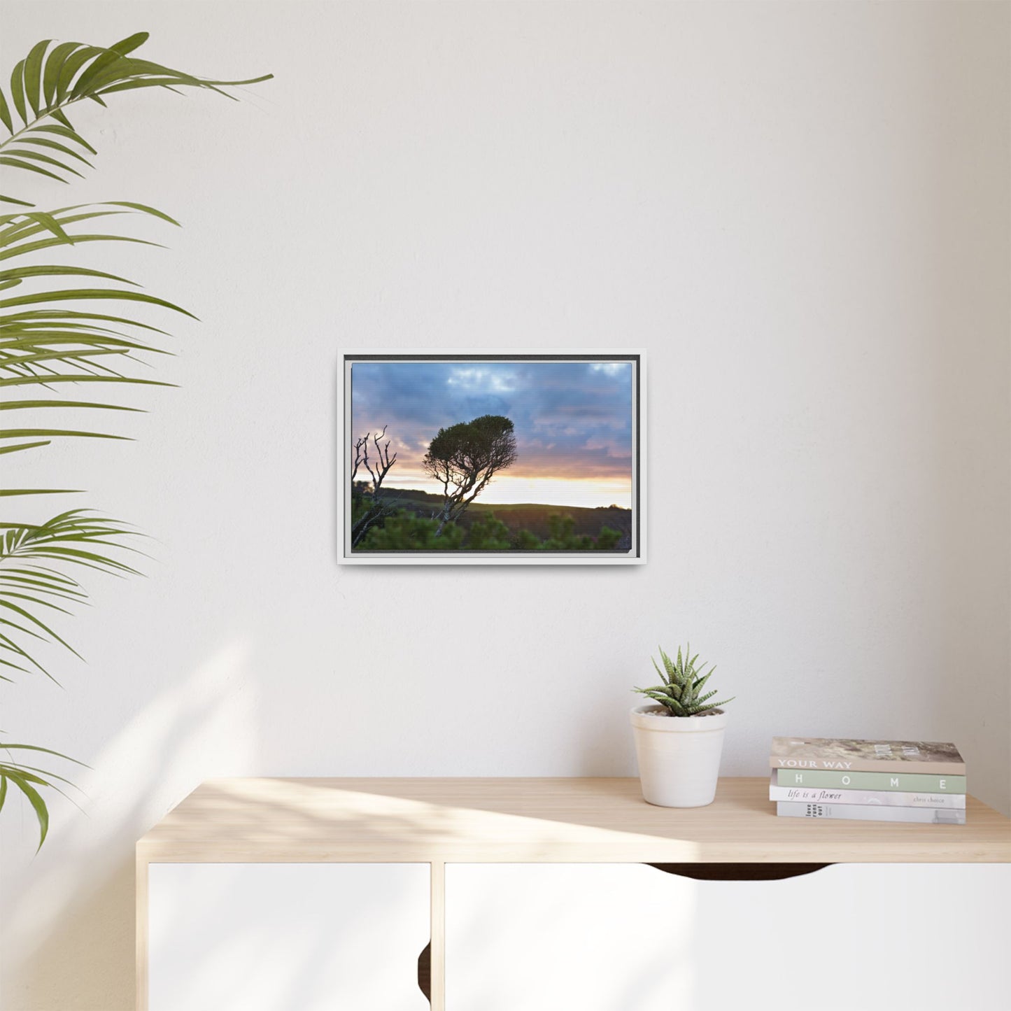 Melaleuca lanceolata in Cape Schank [6281] | Framed Canvas