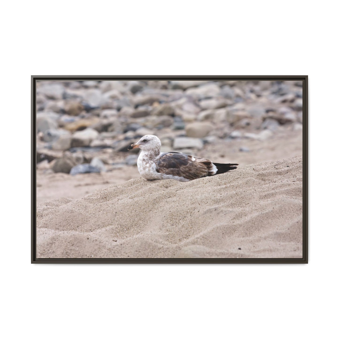 Seagull Serenity on the Shore [4278] | Framed Canvas