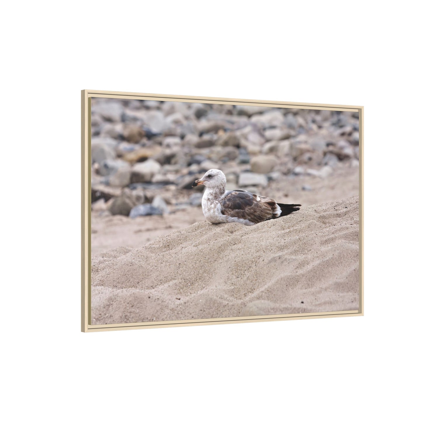 Seagull Serenity on the Shore [4278] | Framed Canvas