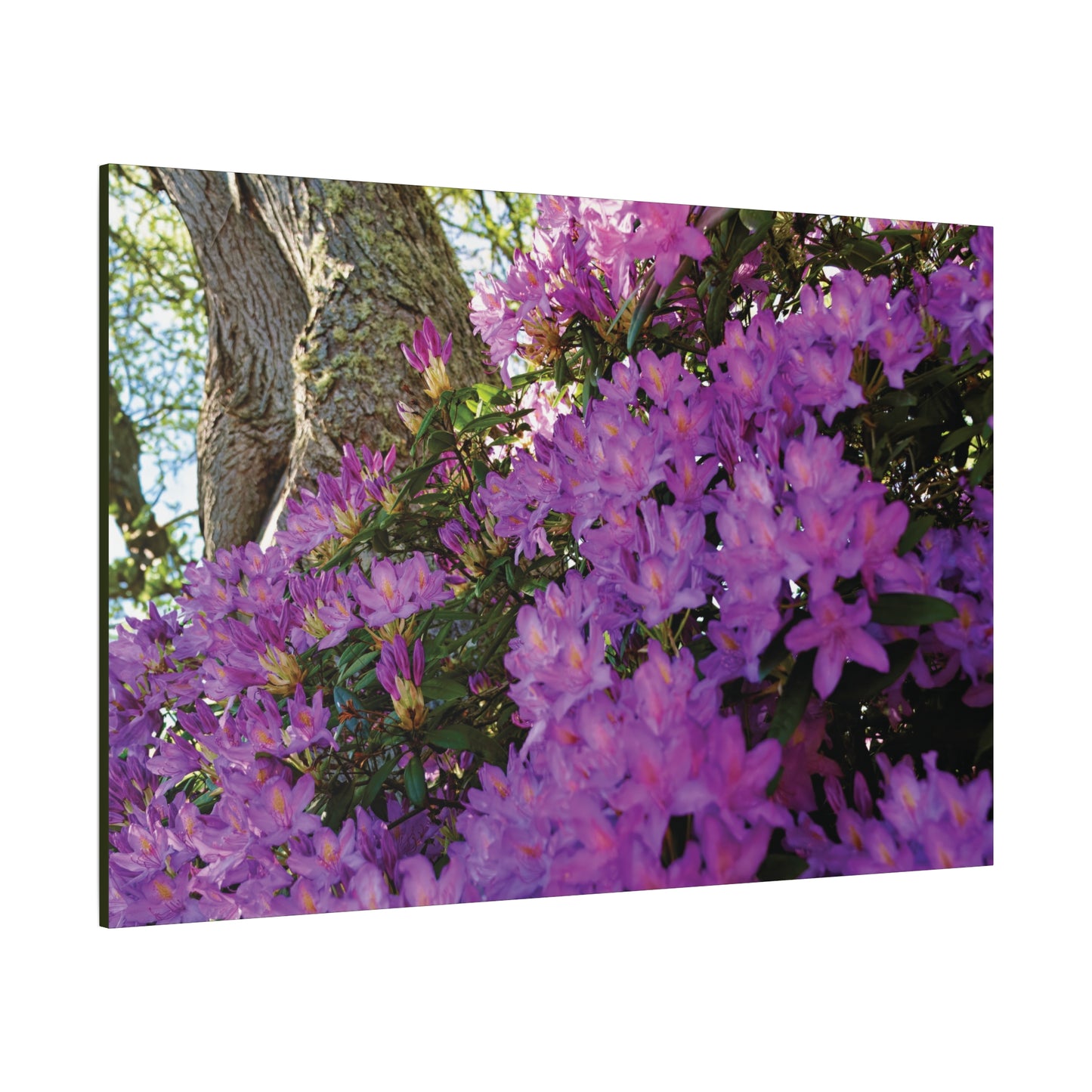 Azaleas in Bloom [3011] | Stretched Canvas