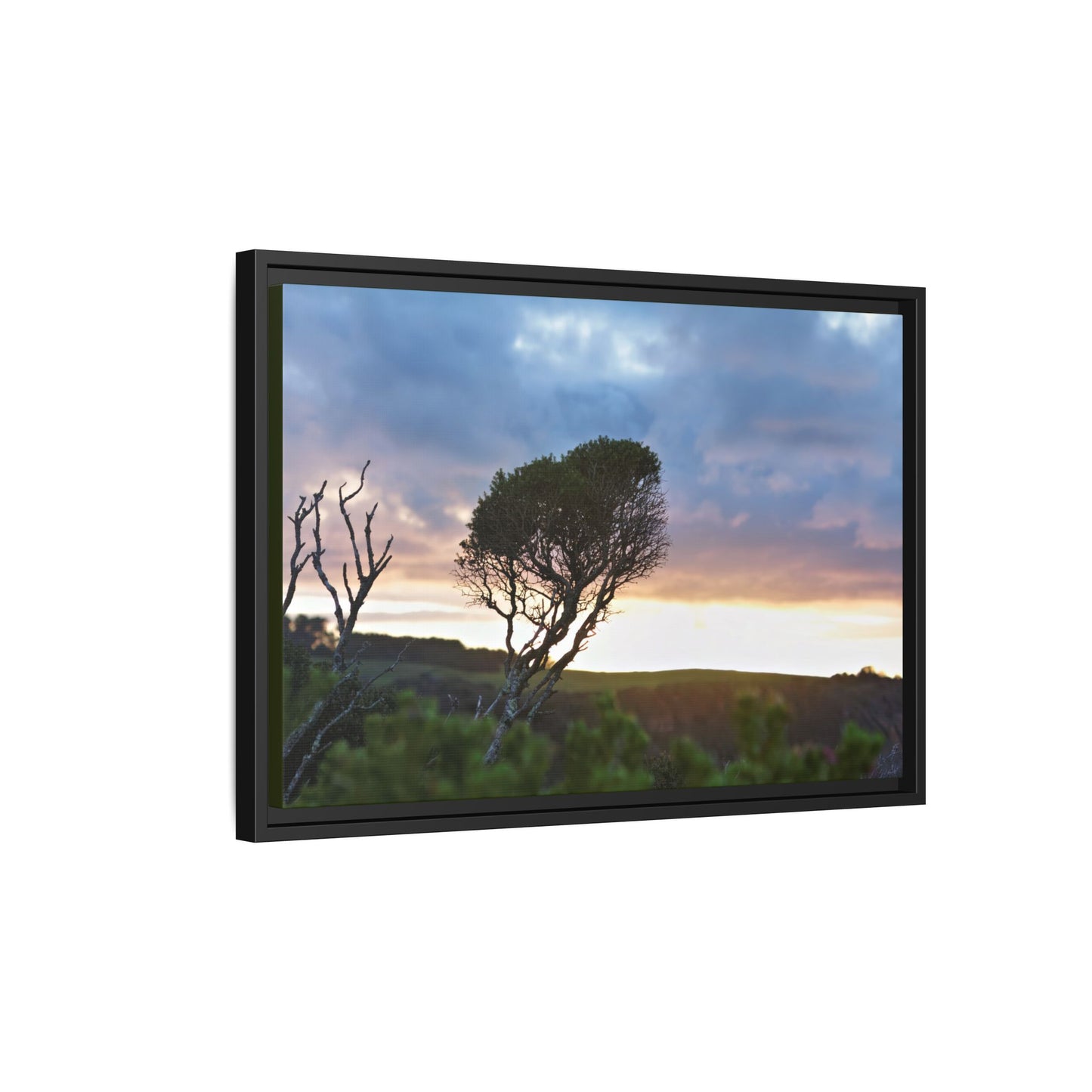 Melaleuca lanceolata in Cape Schank [6281] | Framed Canvas