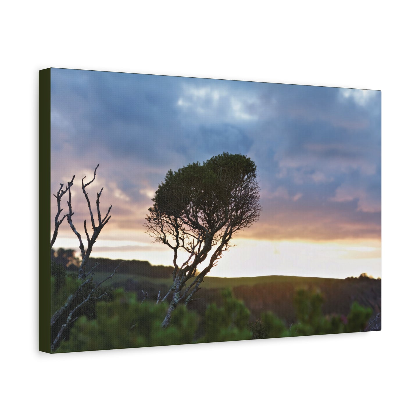 Melaleuca lanceolata in Cape Schank [6281] | Stretched Canvas