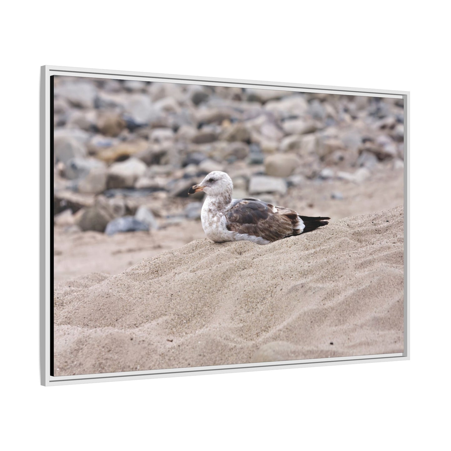 Seagull Serenity on the Shore 4278 - Thick Matte Canvas Print, Framed