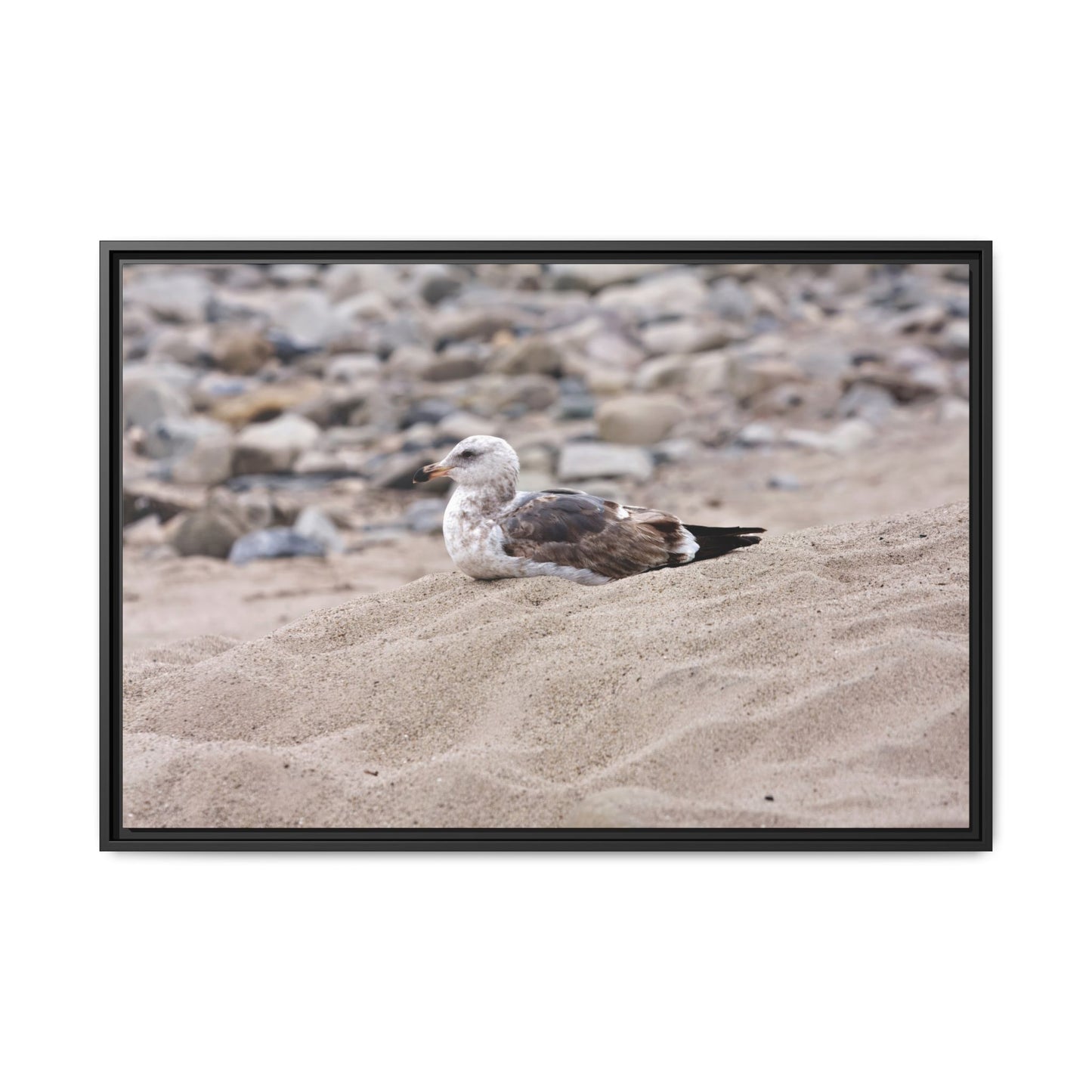 Seagull Serenity on the Shore 4278 - Thick Matte Canvas Print, Framed