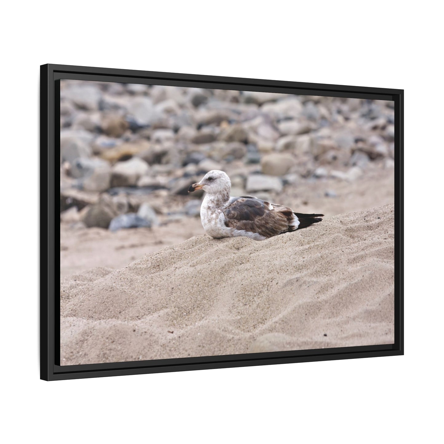 Seagull Serenity on the Shore 4278 - Thick Matte Canvas Print, Framed