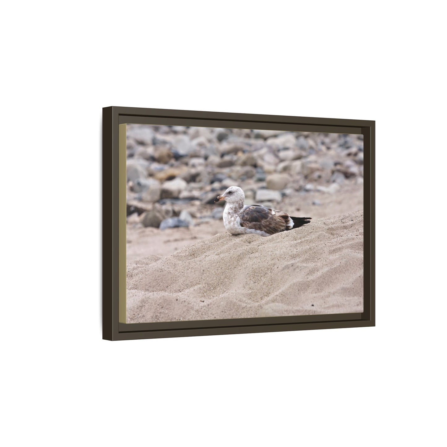 Seagull Serenity on the Shore [4278] | Framed Canvas