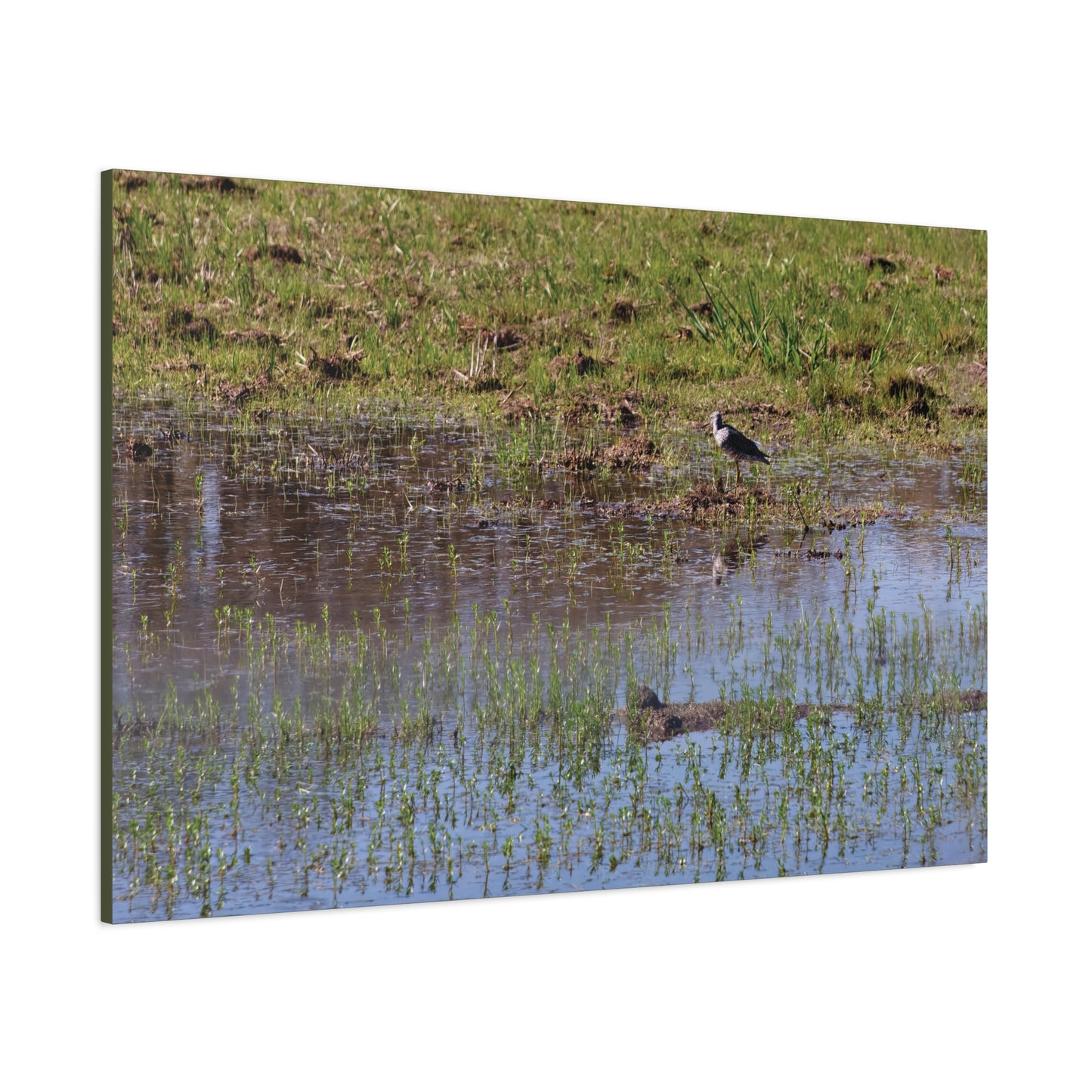 Sandpiper in Serene Wetland [2897] | Stretched Canvas