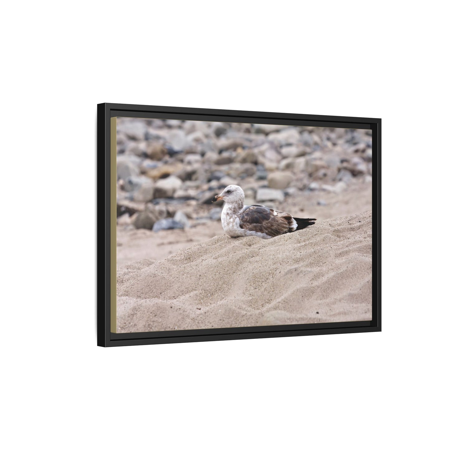 Seagull Serenity on the Shore [4278] | Framed Canvas