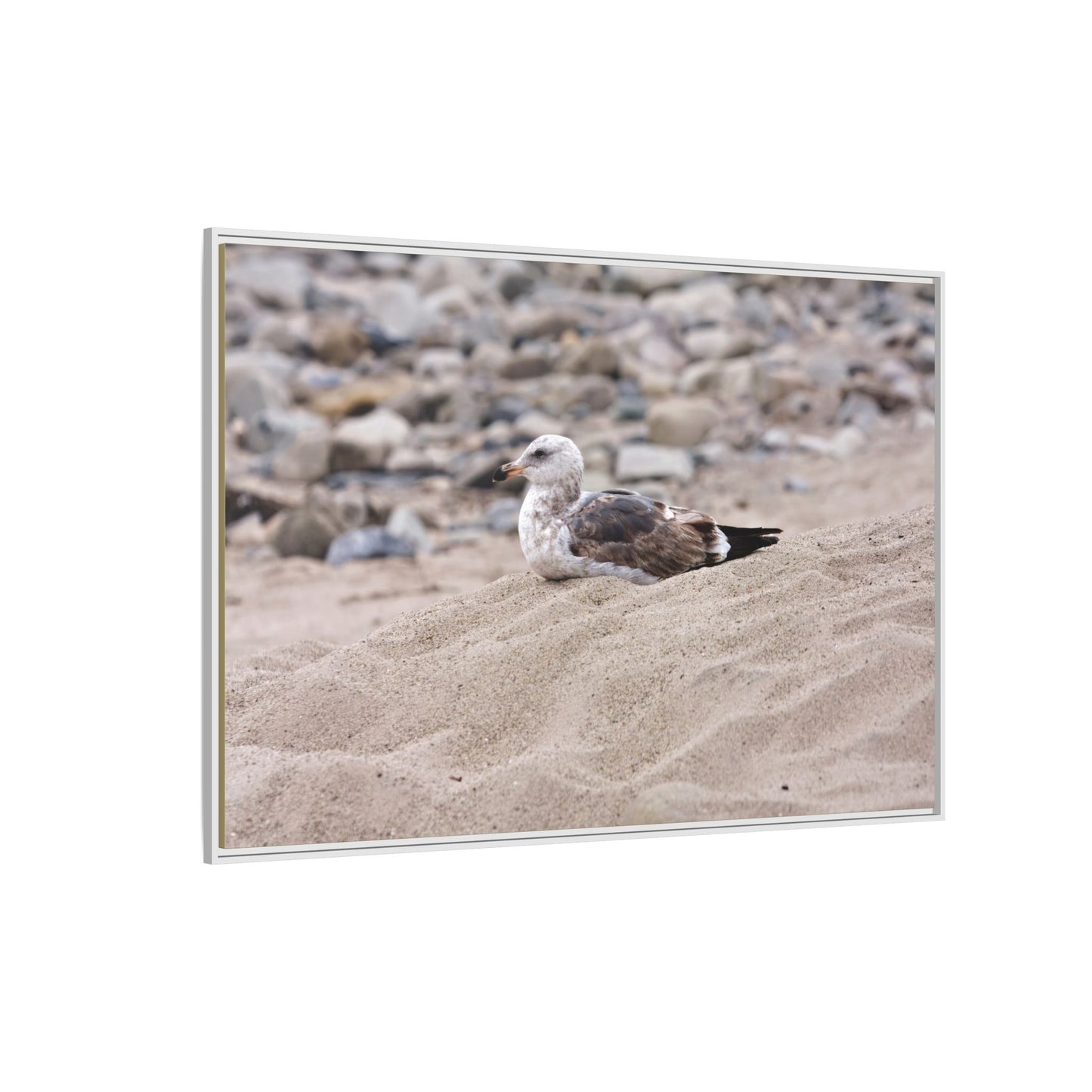 Seagull Serenity on the Shore [4278] | Framed Canvas