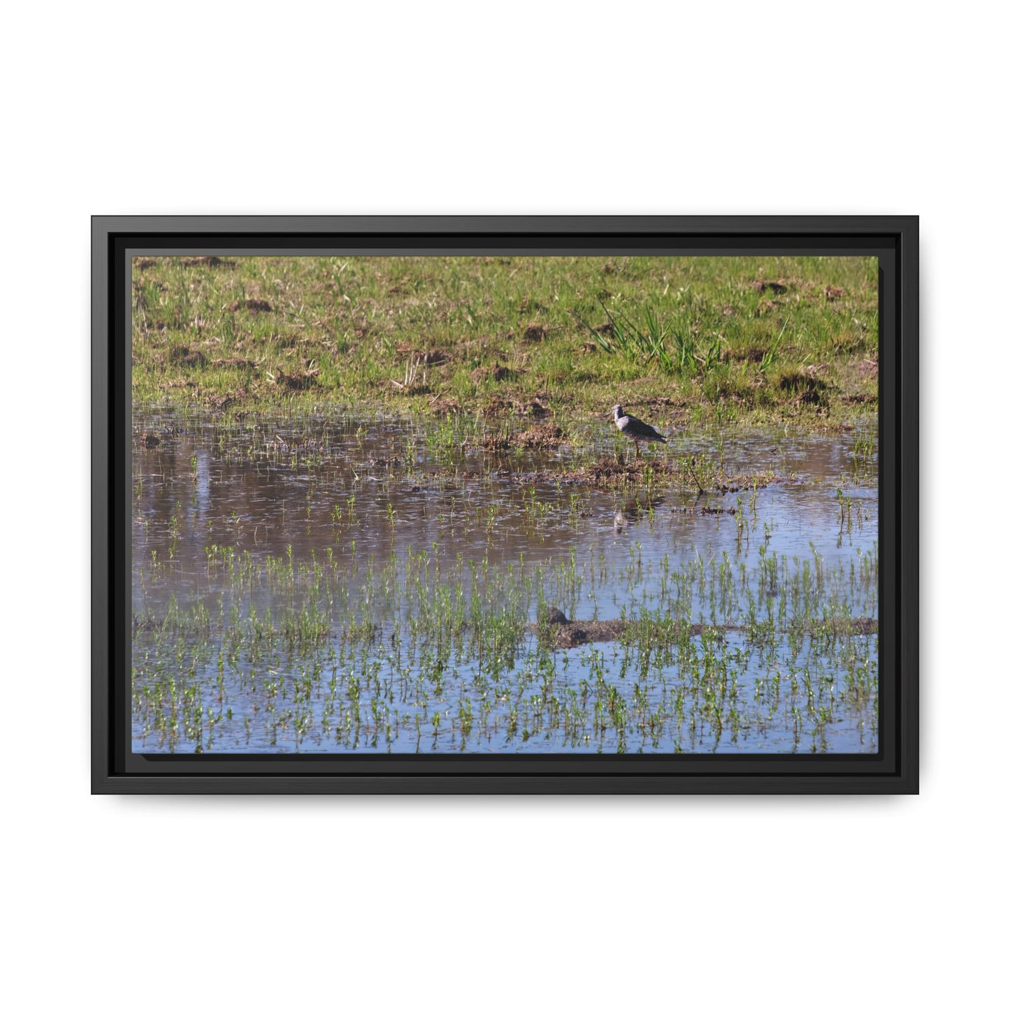 Sandpiper in Serene Wetland [2897] | Framed Canvas