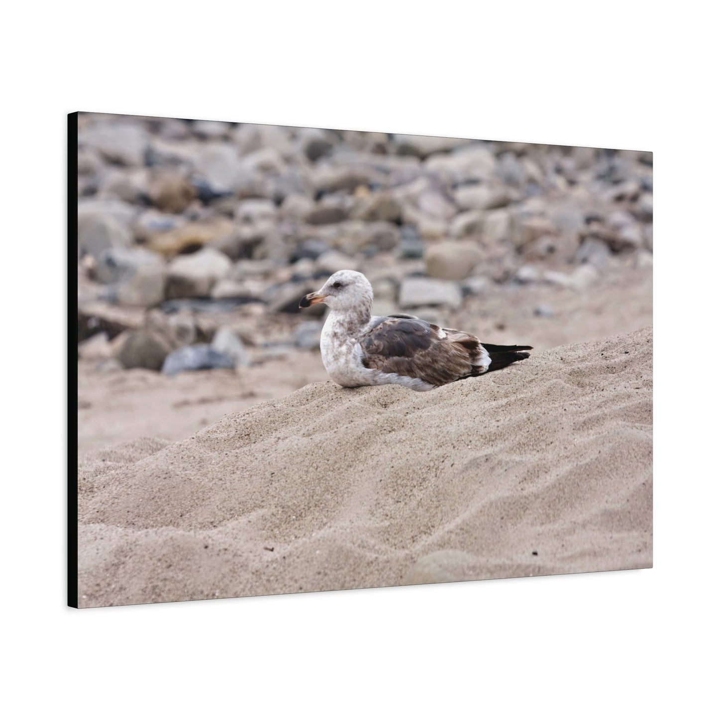 Seagull Serenity on the Shore 4278 - Thick Matte Canvas Print