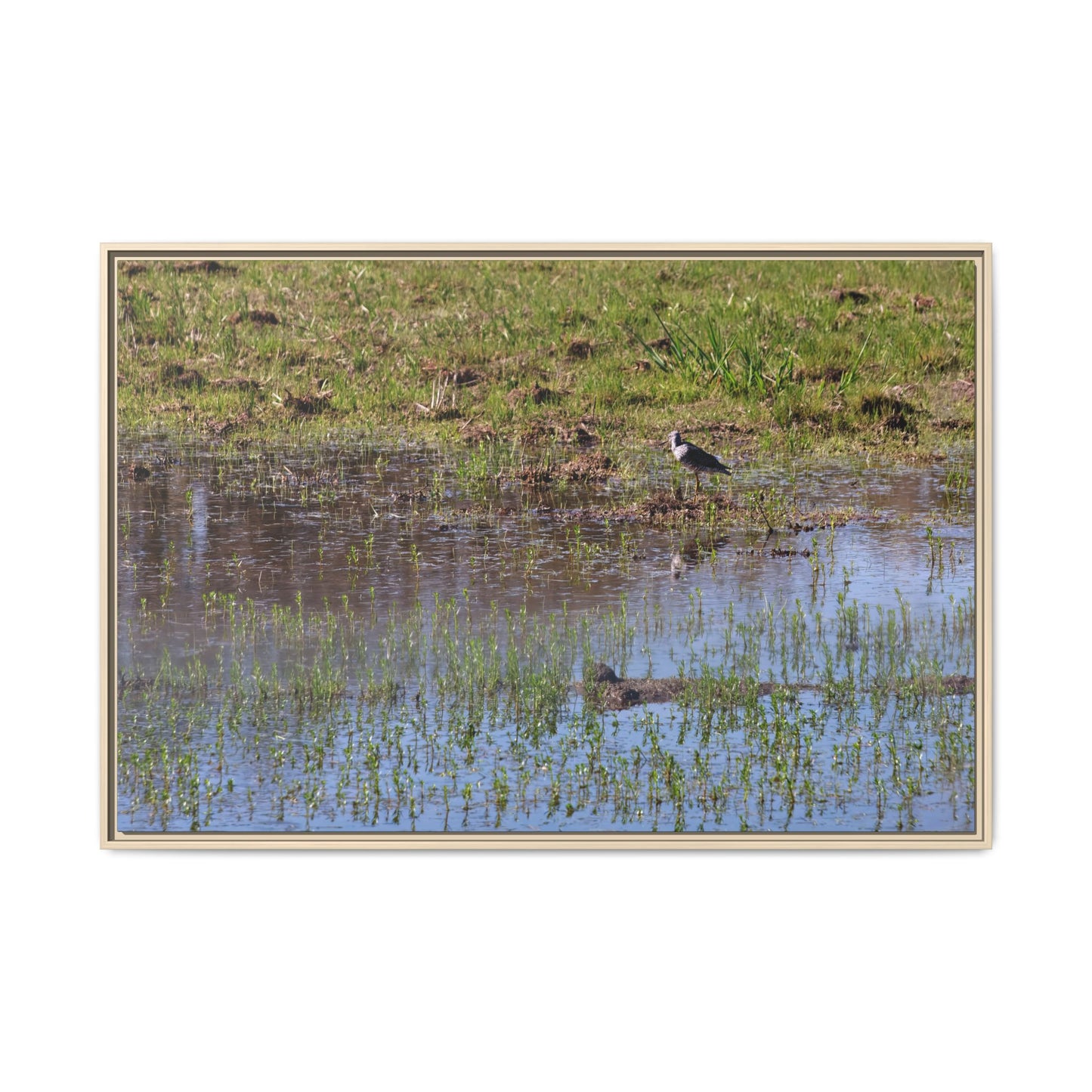 Sandpiper in Serene Wetland [2897] | Framed Canvas