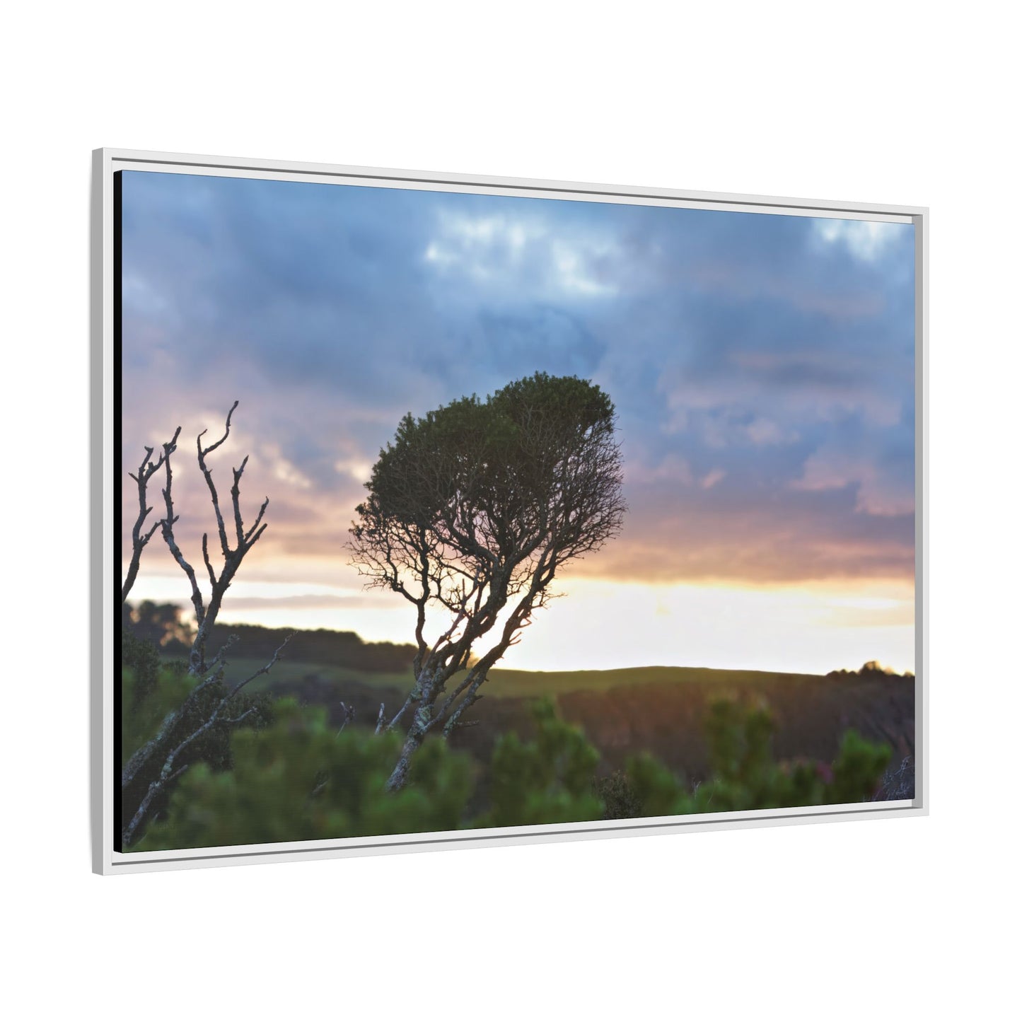 Serene Landscape of a Winter Sunrise: Melaleuca lanceolata in Cape Schank 6281 - Thick Matte Canvas Print, Framed