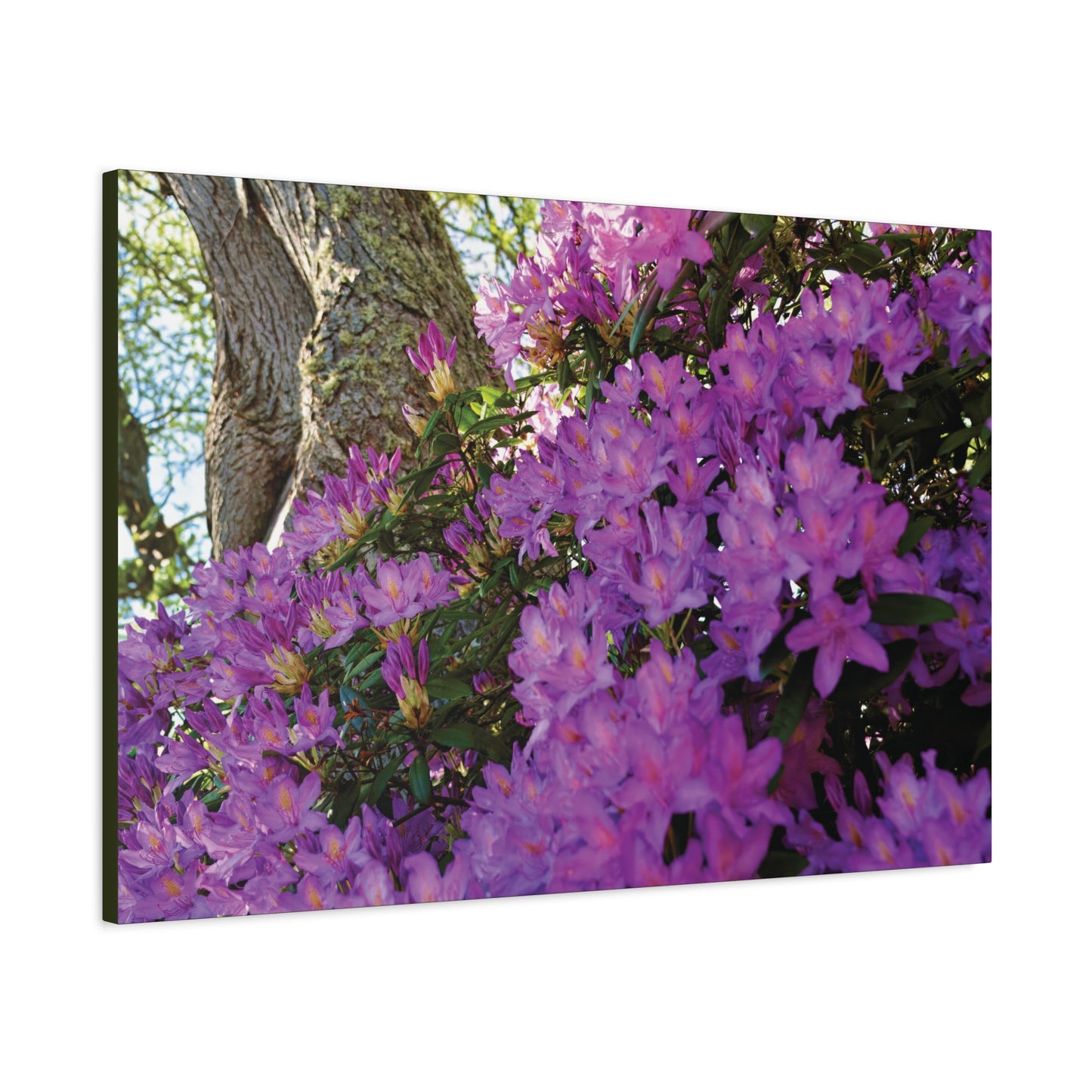 Azaleas in Bloom [3011] | Stretched Canvas