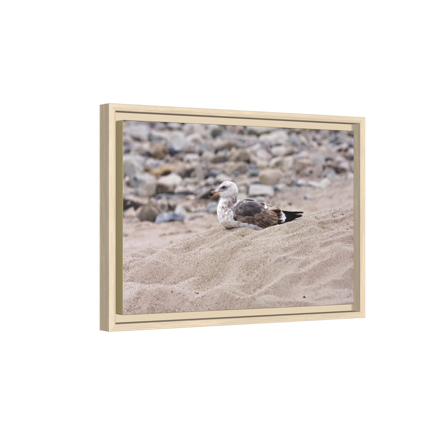 Seagull Serenity on the Shore [4278] | Framed Canvas