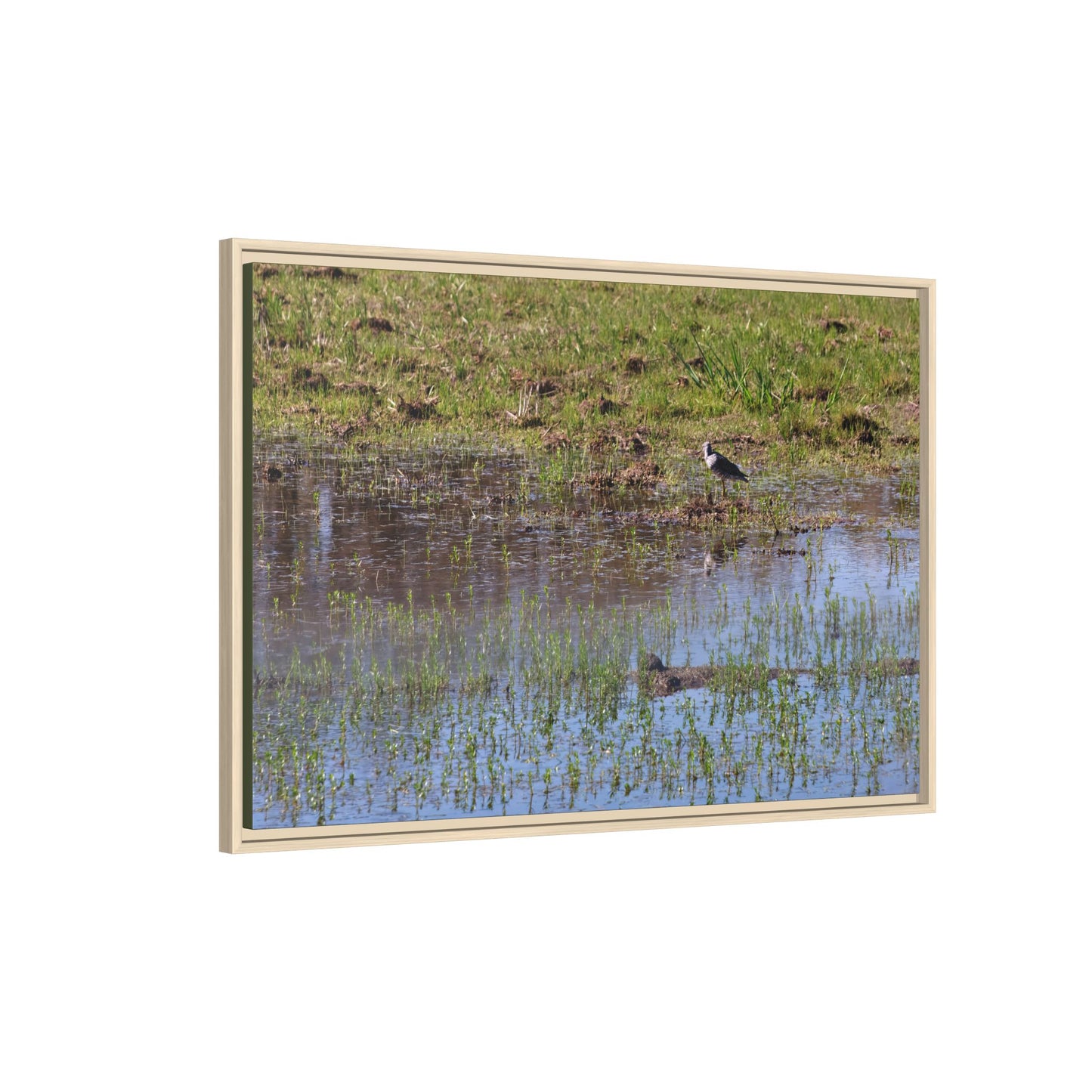 Sandpiper in Serene Wetland [2897] | Framed Canvas