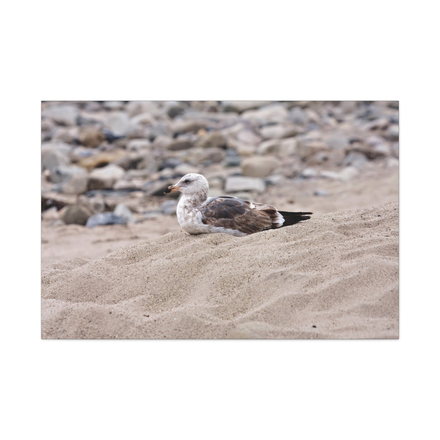 Seagull Serenity on the Shore 4278 - Thick Matte Canvas Print