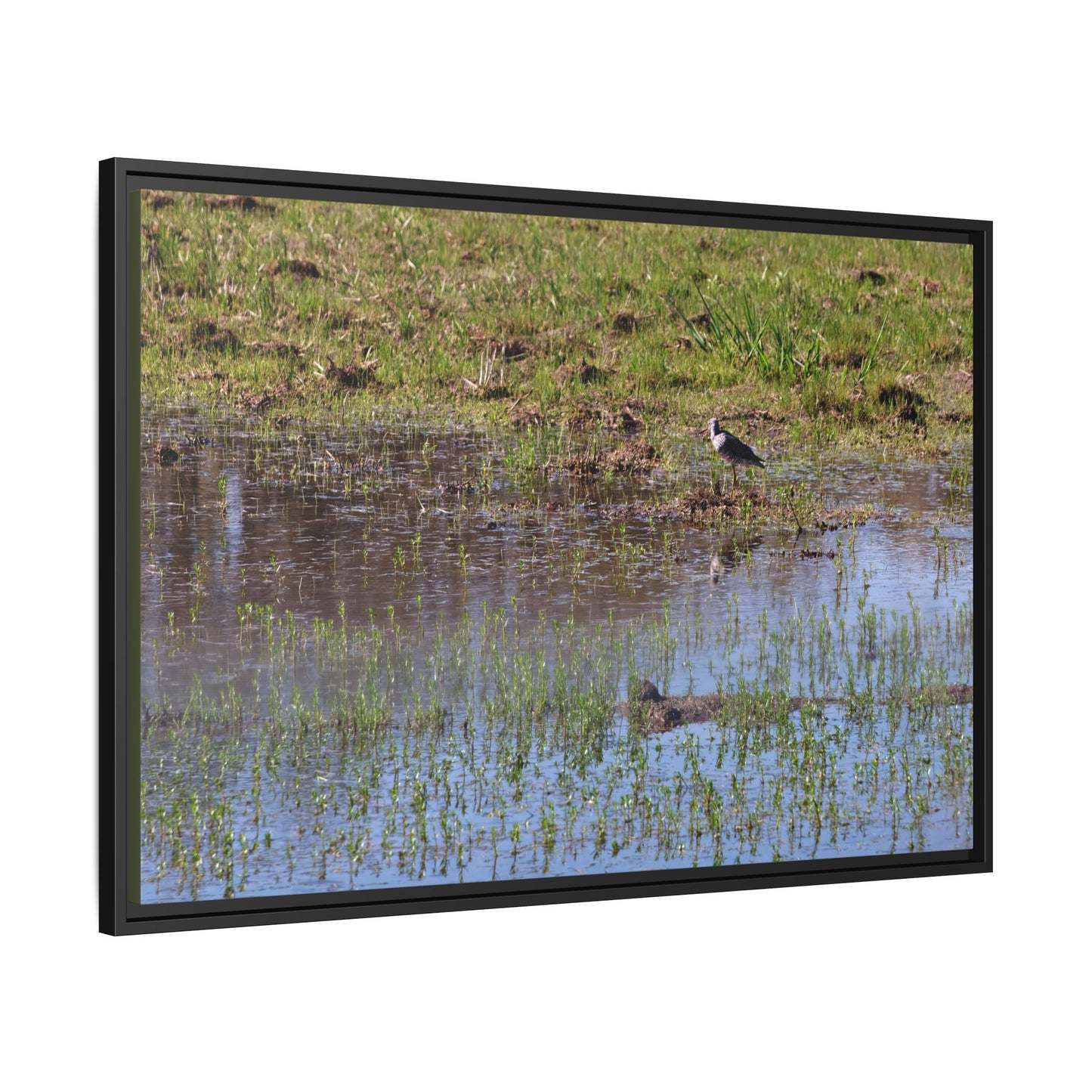 Sandpiper in Serene Wetland [2897] | Framed Canvas
