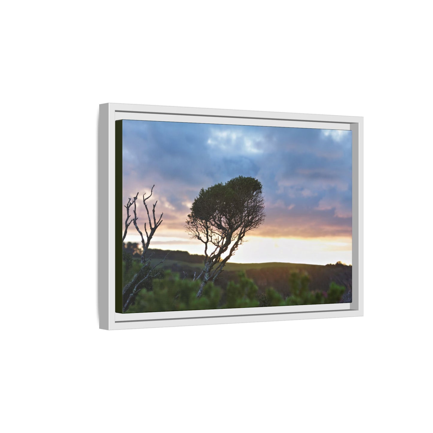 Melaleuca lanceolata in Cape Schank [6281] | Framed Canvas