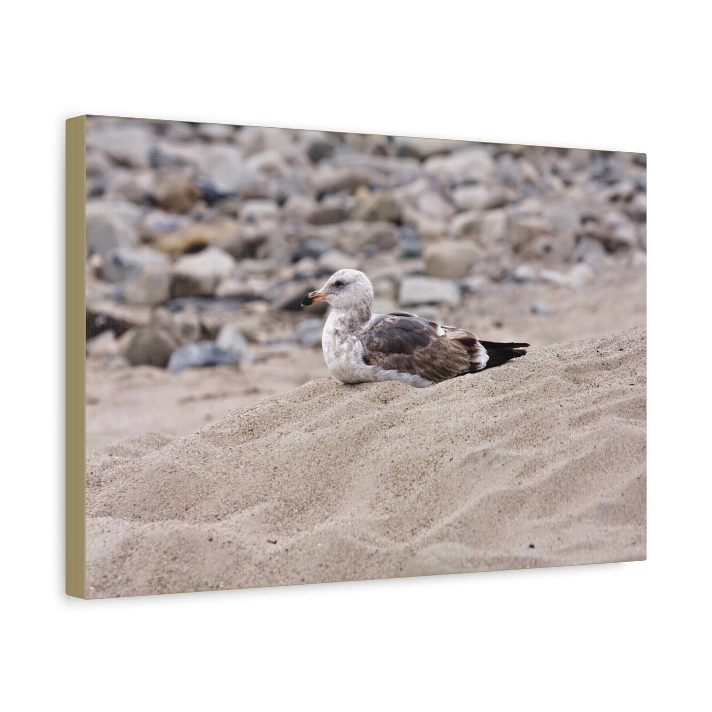 Seagull Serenity on the Shore [4278] | Stretched Canvas