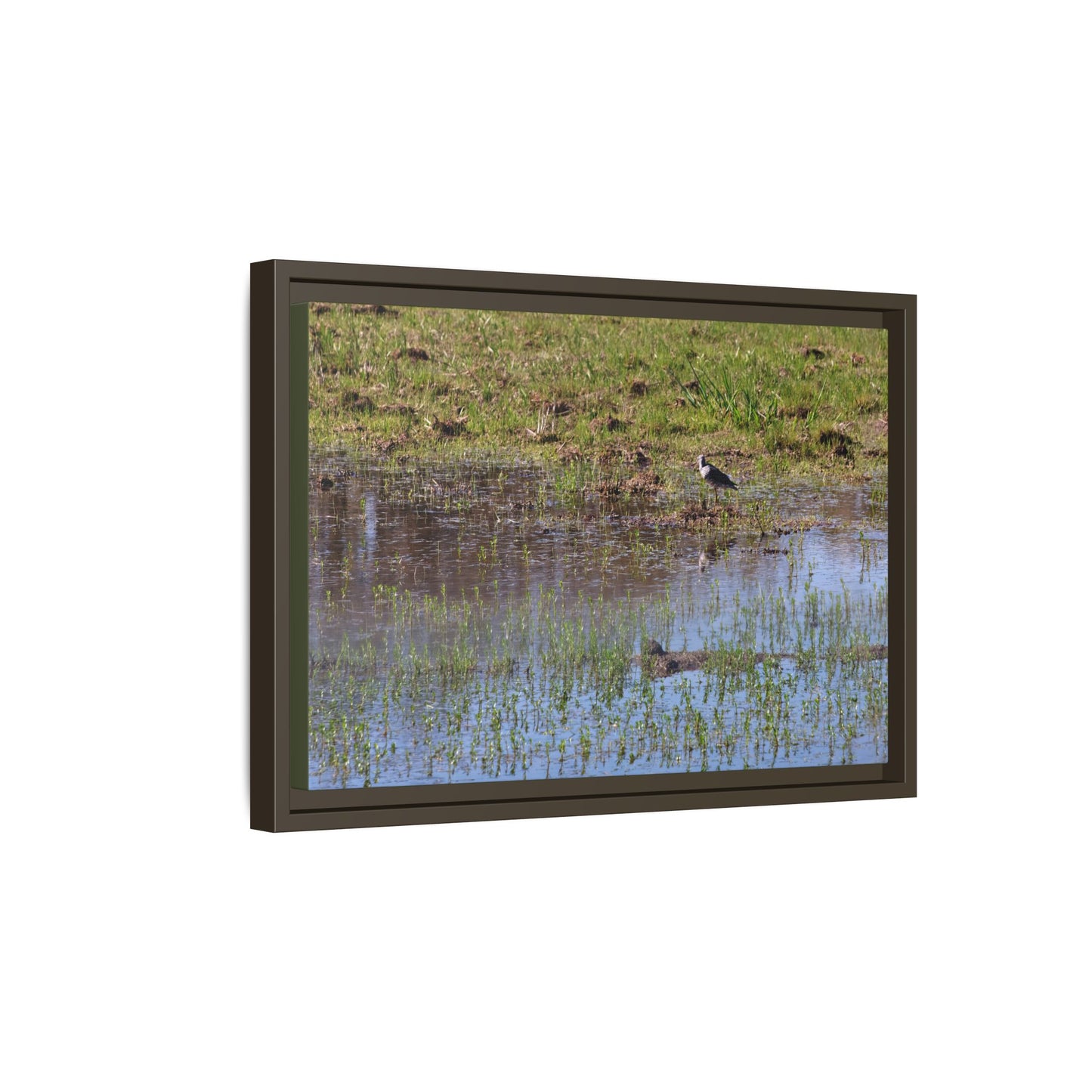 Sandpiper in Serene Wetland [2897] | Framed Canvas