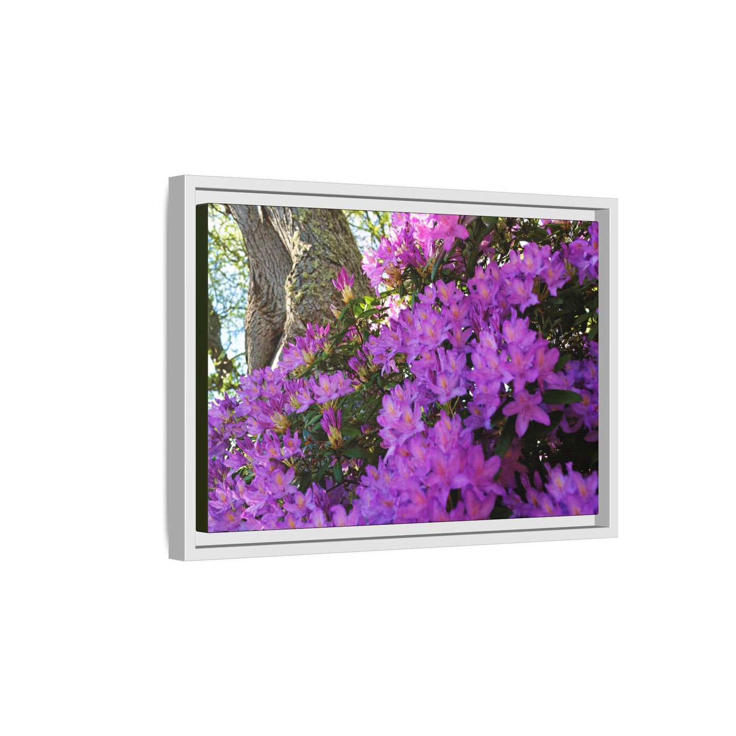 Azaleas in Bloom [3011] | Framed Canvas
