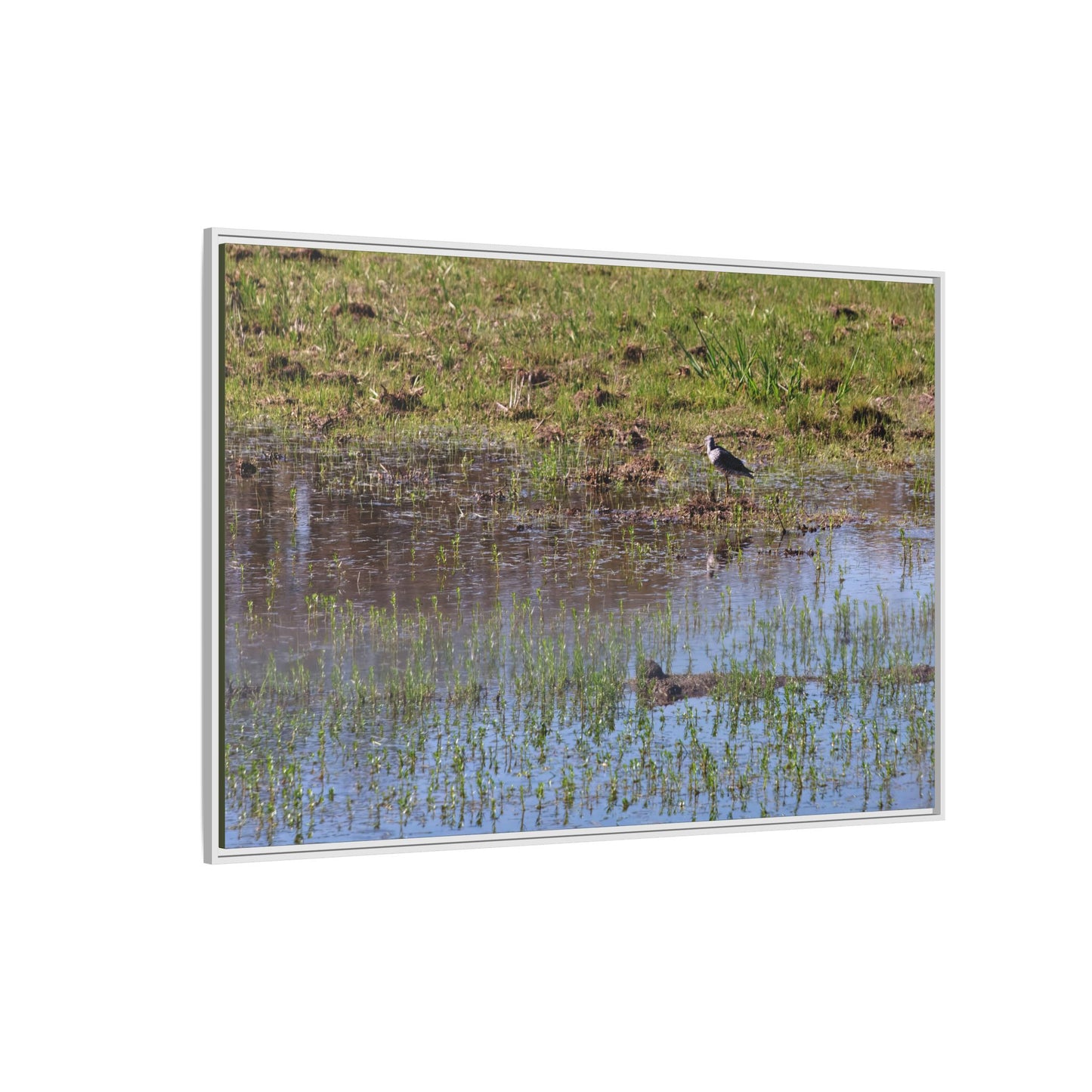 Sandpiper in Serene Wetland [2897] | Framed Canvas