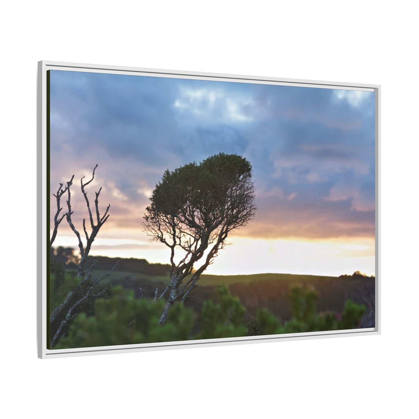 Melaleuca lanceolata in Cape Schank [6281] | Framed Canvas