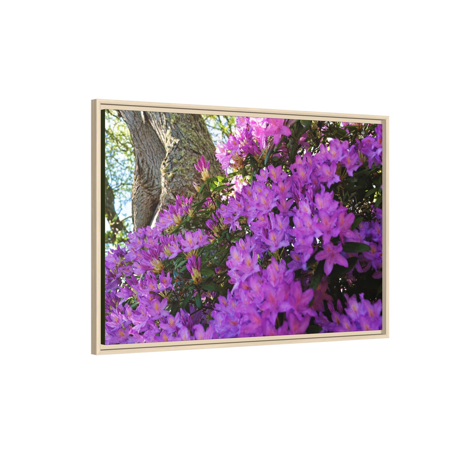 Azaleas in Bloom [3011] | Framed Canvas