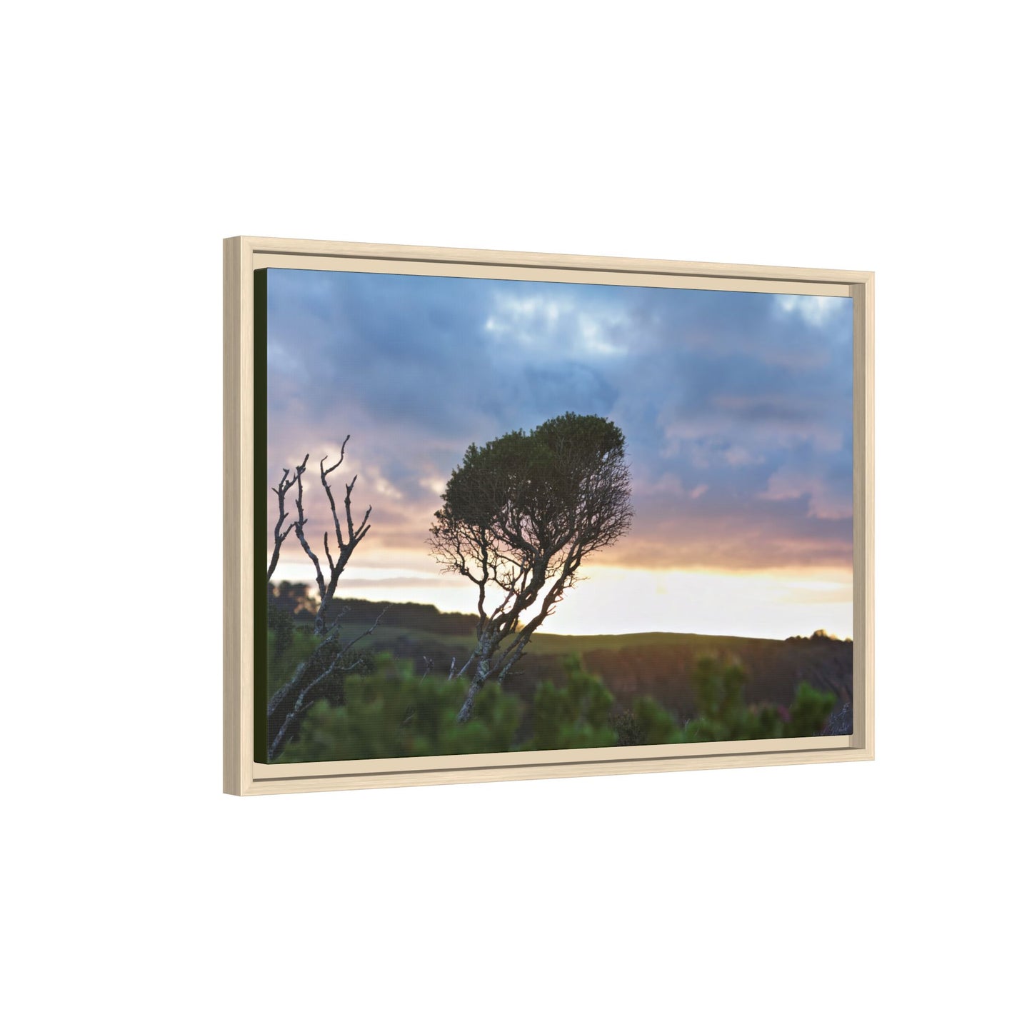 Melaleuca lanceolata in Cape Schank [6281] | Framed Canvas